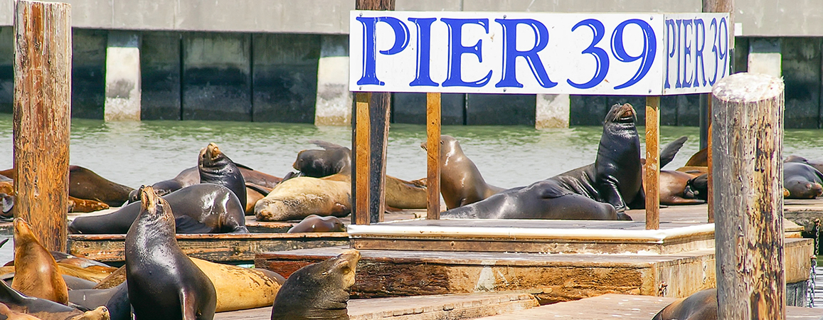 Pier 39 and Fisherman's Wharf